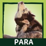 Para