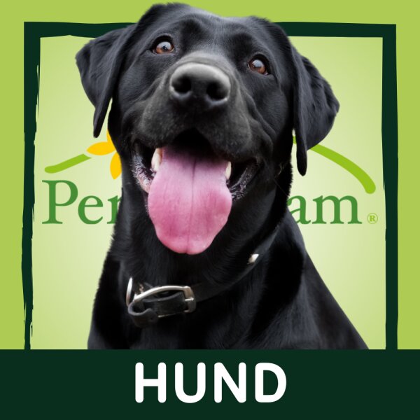 Hund