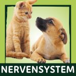 Nervensystem