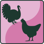 Huhn, Pute