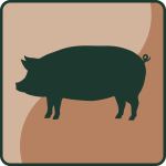 Schwein