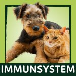 Immunsystem