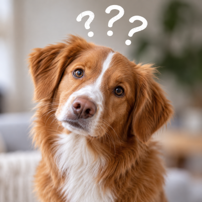 BARF – Welche Fleischsorte passt zu meinem Hund? - Welche BARF-Sorte ist die richtige für meinen Hund?