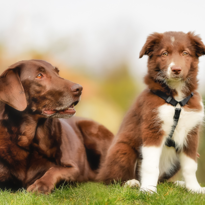 Kaltgepresstes Trockenfutter für verschiedene Lebensphasen: Ein natürlicher Ansatz - Kaltgepresstes Trockenfutter für verschiedene Lebensphasen