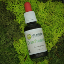 Drachenblut Tinktur 30 ml